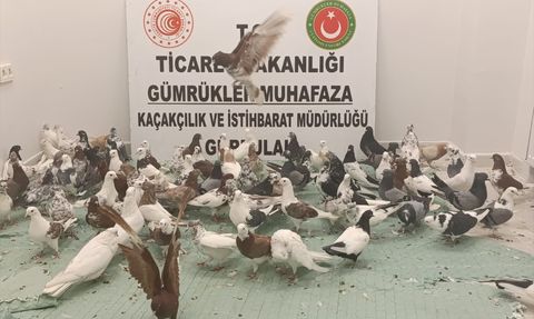 Gürbulak Gümrük Kapısı'nda 85 "Cancan" Cinsi Güvercin Ele Geçirildi