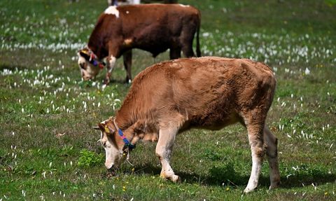 Trabzon'da Vargit Çiçekleri İle Doğa Renklendi