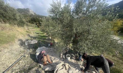 88 Yaşındaki Emine Aksoy’un Zeytin Hasadı Mücadelesi