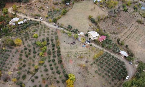 Adana'da Safran Hasadı Başladı