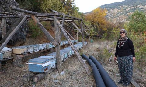Adana'da Sıcaklar Arıları Kışlama İçin Kovandan Uzak Tutuuyor