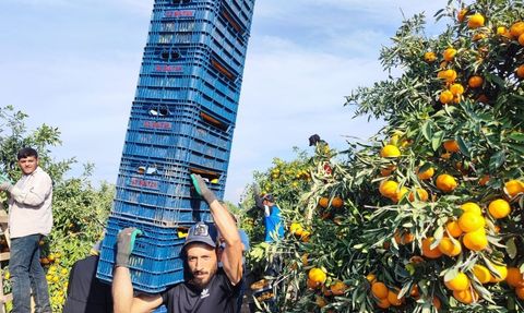 Adana'da Tarım İşçilerinin Grevi Mandalina Fiyatlarını Düşürdü