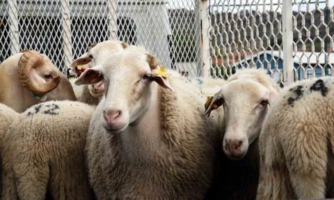 Aliağa'da Hibe Koyun ve Koç Dağıtımı Gerçekleşti