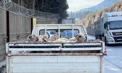 Aydın'da Hayvan Hastalıklarıyla Mücadelede Yol Kontrolleri Devam Ediyor