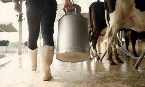 Aydın'da Üreticilere 66 Milyon TL Çiğ Süt Desteği