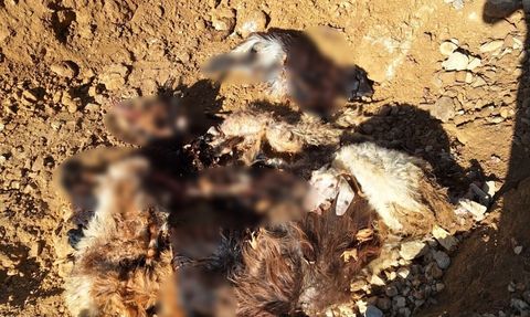 Batman'da Kurt Saldırısı: 10 Keçi Telef Oldu