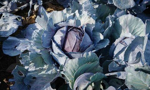 Beypazarı'nda Mor Lahana Hasadı Son Aşamada