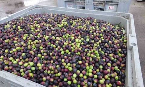 Burhaniye'de Zeytin Rekoltesi Düşük, Kalite Yüksek