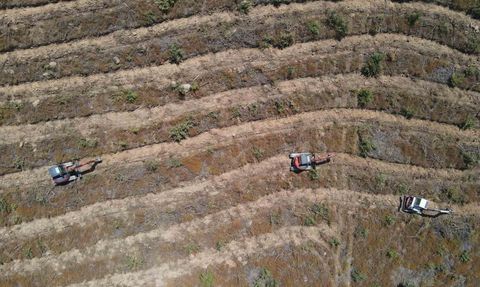 Çanakkale'de 2025 Yılında Orman Yangınları Sonrası Yeniden Ağaçlandırma Çalışmaları