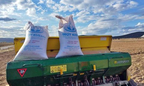 Çavdarhisar’da Buğday ve Tritikale Tohumları Ekildi