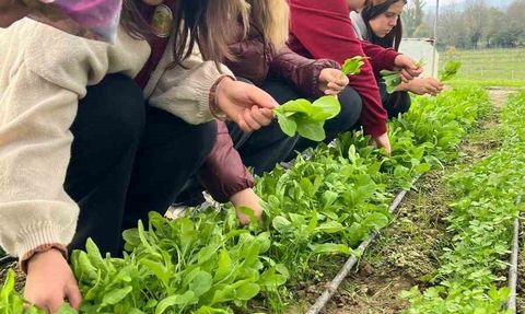 Çaycuma Tarım Lisesi Öğrencilerinden Hasat Eğitimi