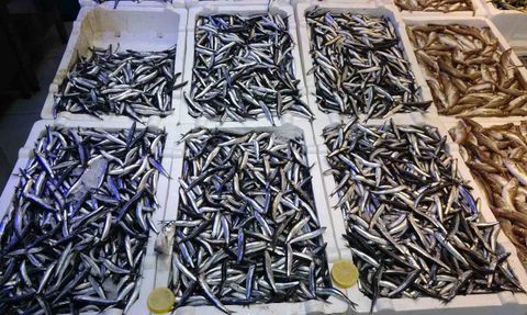 Denizdeki Hamsi Bolluğu İhracat Rakamlarını Etkilemedi