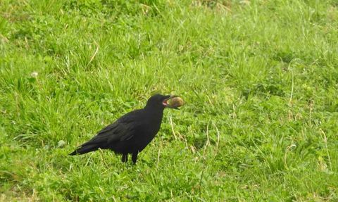 Doğa Kendini Yeniliyor: Kargaların Unuttuğu Cevizler Ağaç Oluyor