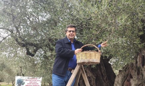 Dünya Zeytin Ağacı Günü Manisa'da Hüzünle Anıldı