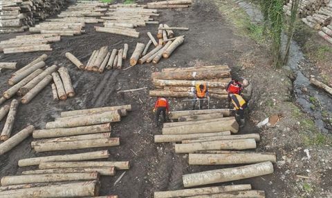 Düzce'de Orman Ürünü İhracatı Rekor Kırdı