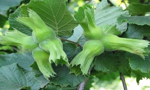 Düzce'den AB Ülkelerine Fındık İhracı