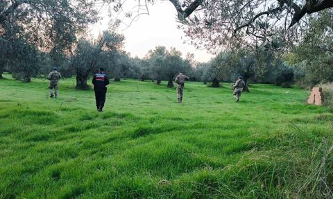Edremit'te Zeytin Hırsızlığına Karşı Özel Önlemler
