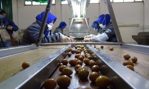 Edremit'te Zeytinyağı ve Yeşil Zeytin İçin Coğrafi İşaret Başvuruları