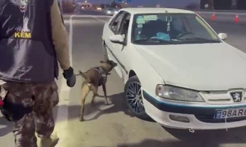 Erzurum'da Dopingi Bulan Köpek: Magnum