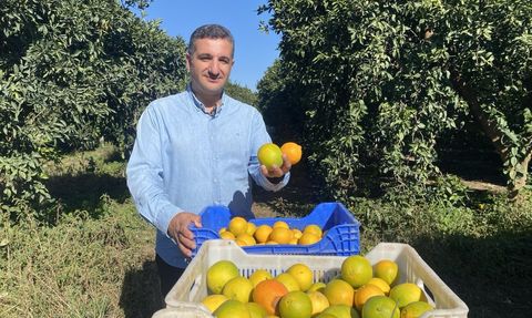 Finike'de Portakal Sezonu Başladı: 250 Bin Ton Rekolte Bekleniyor