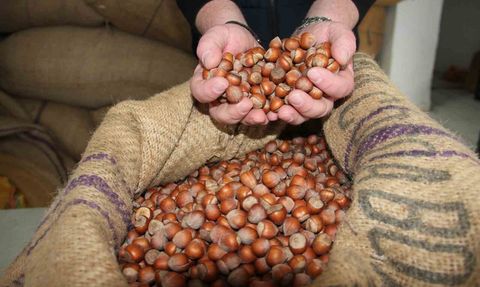 Giresun'da Fındık Fiyatları Yükselişe Geçti