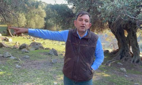 Gökçeada'nın Eşsiz Ladolia Zeytinleri