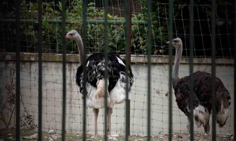 İspanya'da Kuş Gribi Tehdidi: Kümes Hayvanları Kapalı Tutulacak