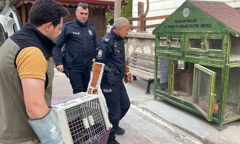 Karaman'da Yaralı Boz Doğan Koruma Altında