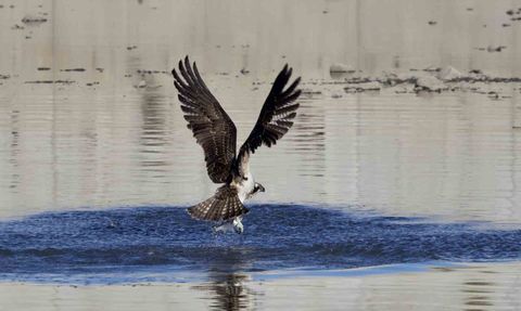 Kastamonu'da Balık Kartalları Görüntülendi