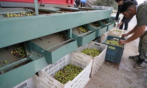 Kazdağları'nda Yeşil Çizik Zeytin Hasadı Başladı