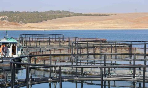 Kırşehir'de Türk Somonu Üretiminde Bir Başarı Hikayesi