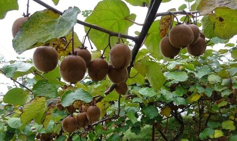 Kivi Üreticileri İran İthalatından Şikayetçi