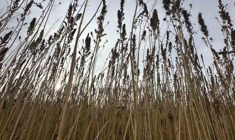Kulu'da Endüstriyel Kenevir Hasadı Başladı