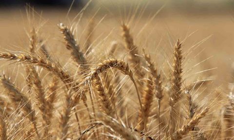 Küresel Tahıl Üretiminde Rekor Tahminleri