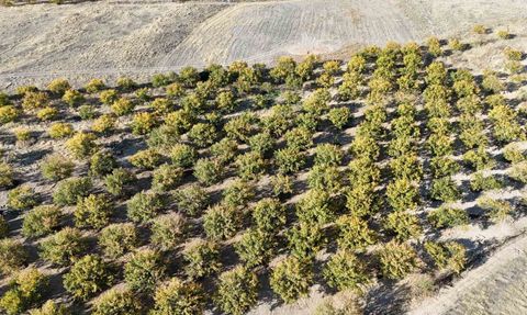 Malatya'da Kayısı Ağaçları Umut Veriyor