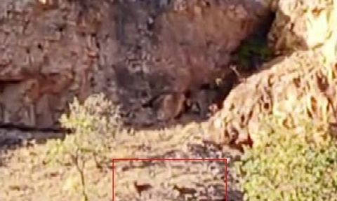 Malatya'da Yaban Keçisi Sürüleri Görüntülendi