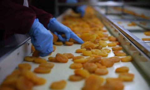 Malatya Kayısısında Hedef 300 Milyon Dolar Gelir