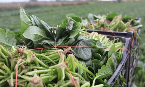 Menemen'de Ispanak Hasadı Devam Ediyor