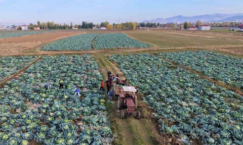 Muş Ovası'nda Gönüllü Gençler Çiftçilere Destek Oluyor