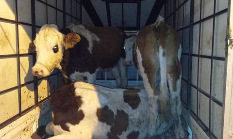 Muş'ta Çalınan Büyükbaş Hayvanlar Jandarma Tarafından Ele Geçirildi