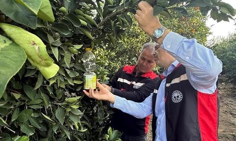 Narenciyede Hasat ve Akdeniz Meyve Sineği ile Mücadele