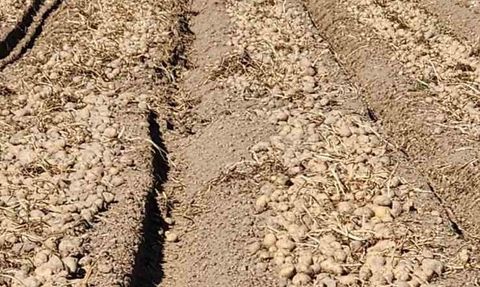 Patnos'ta Patates Hasadı Tamamlandı