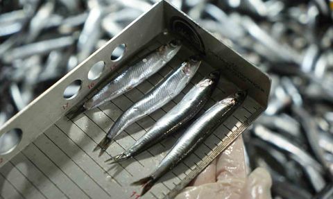 Samsun'da Balık Denetimlerinden 109 Kişiye Cezai İşlem