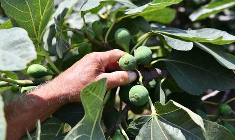 Samsun'da Tarımsal Üretimde Sürdürülebilirlik Vurgusu