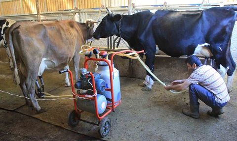 Şap Hastalığı Hayvancılığı Tehdit Ediyor: Kayıplar Yüzde 30'a Ulaşıyor