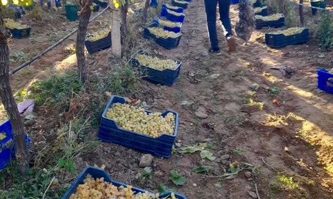 Sarıgöl'de Üzüm Hasadı Devam Ediyor