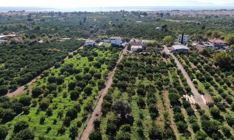 Satsuma Mandalinası Hasadı Başladı