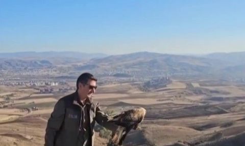 Sivas'ta Yıpranmış Şahin Yeniden Doğaya Kazandırıldı