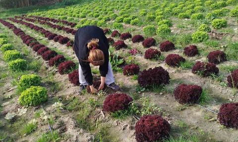 Söke'de Gıda Güvenliği İçin Marul Tarlalarında Numune Çalışması