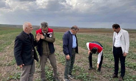 Tekirdağ'da Anıza Kanola Ekimi Değerlendirildi